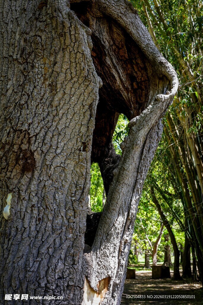 树洞景观 自然静谧之美