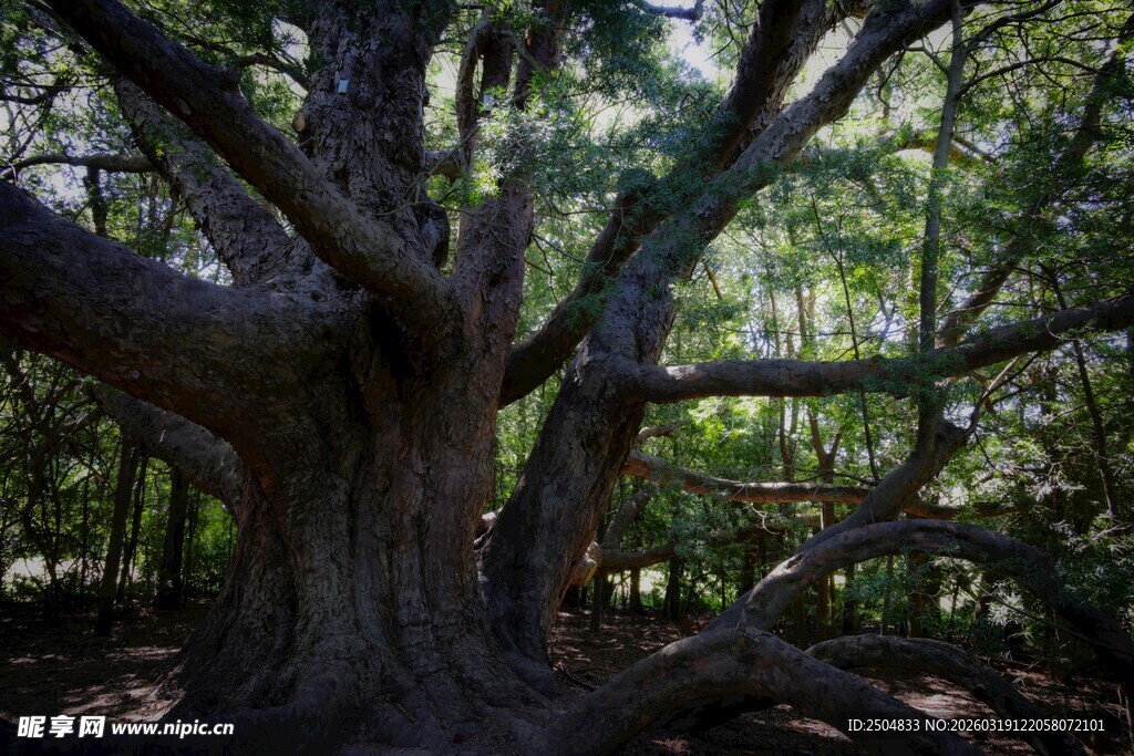 古老繁茂的大树