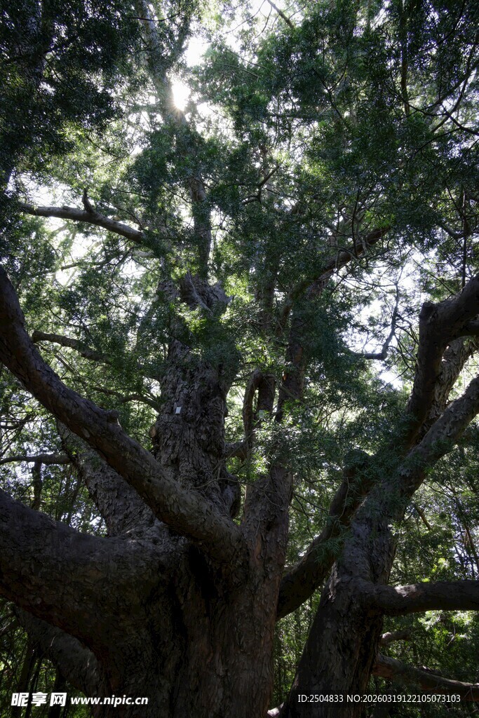 古老繁茂的参天大树