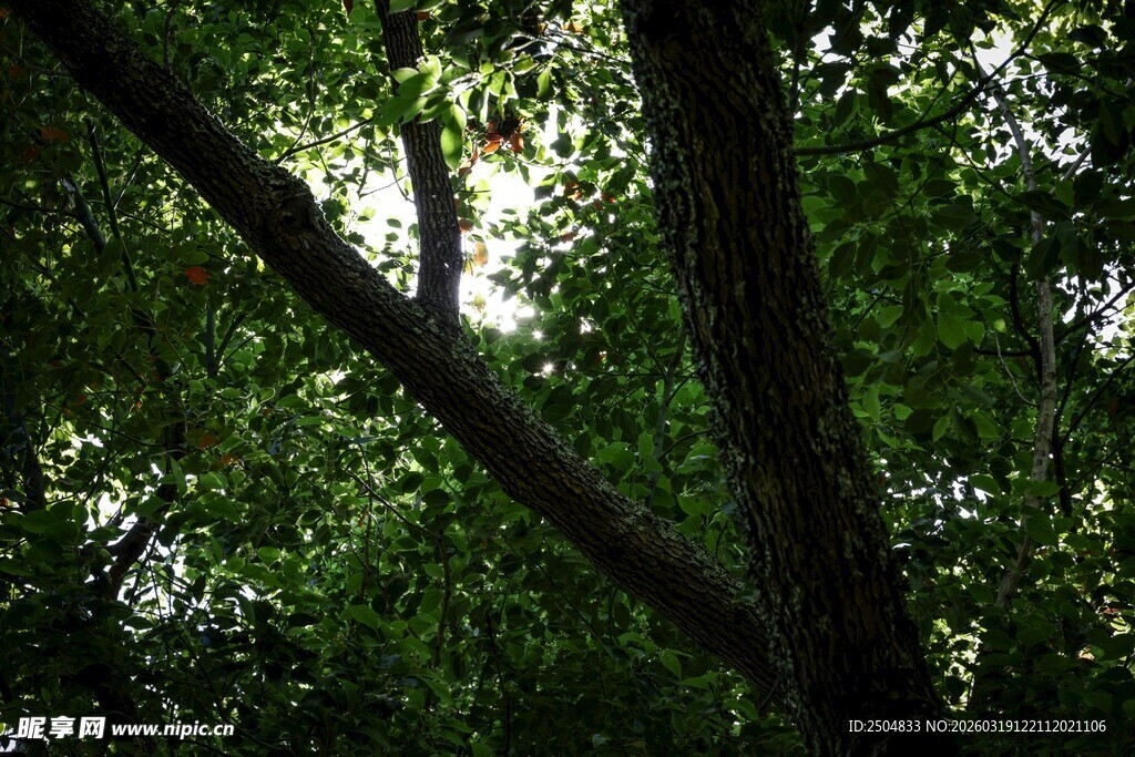 茂密树林中的树干与枝叶