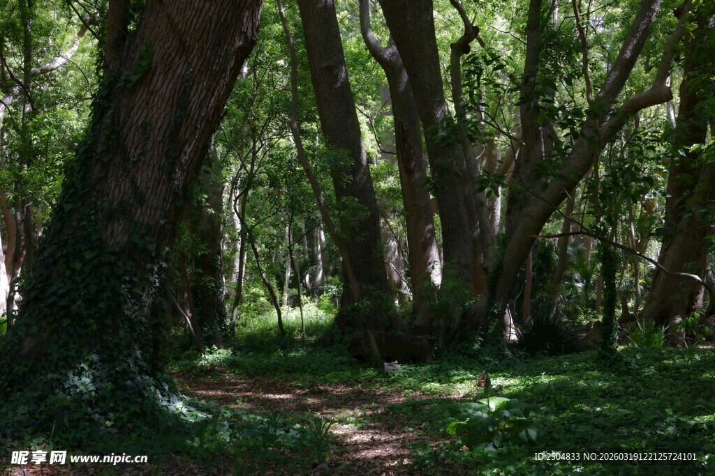 林间幽径 绿意盎然的森林