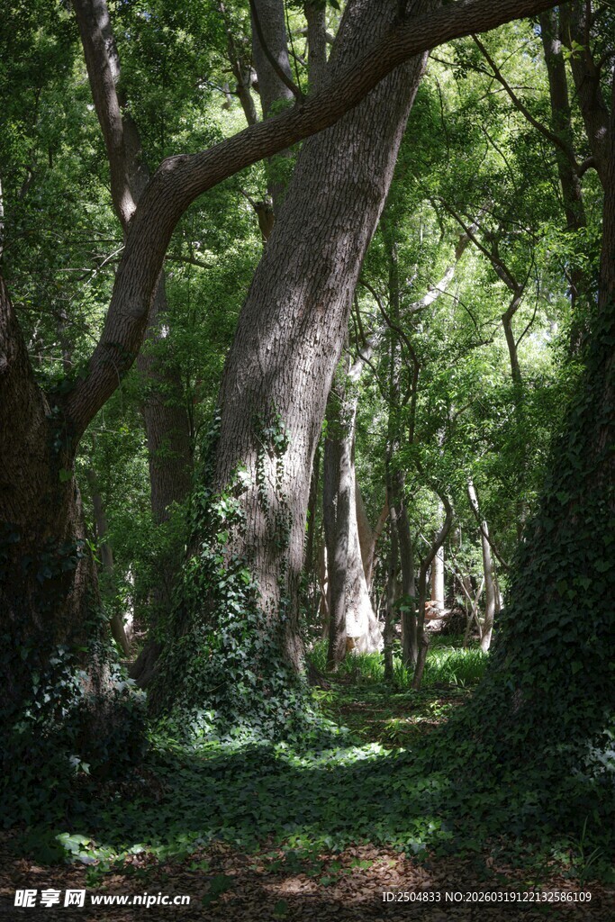 古老森林中的粗壮大树