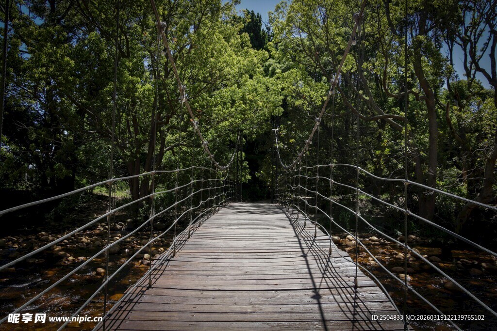 林间悬索桥 静谧自然风景