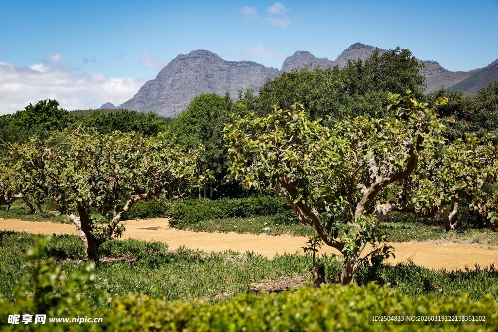 田园果树景观 远山绿意浓