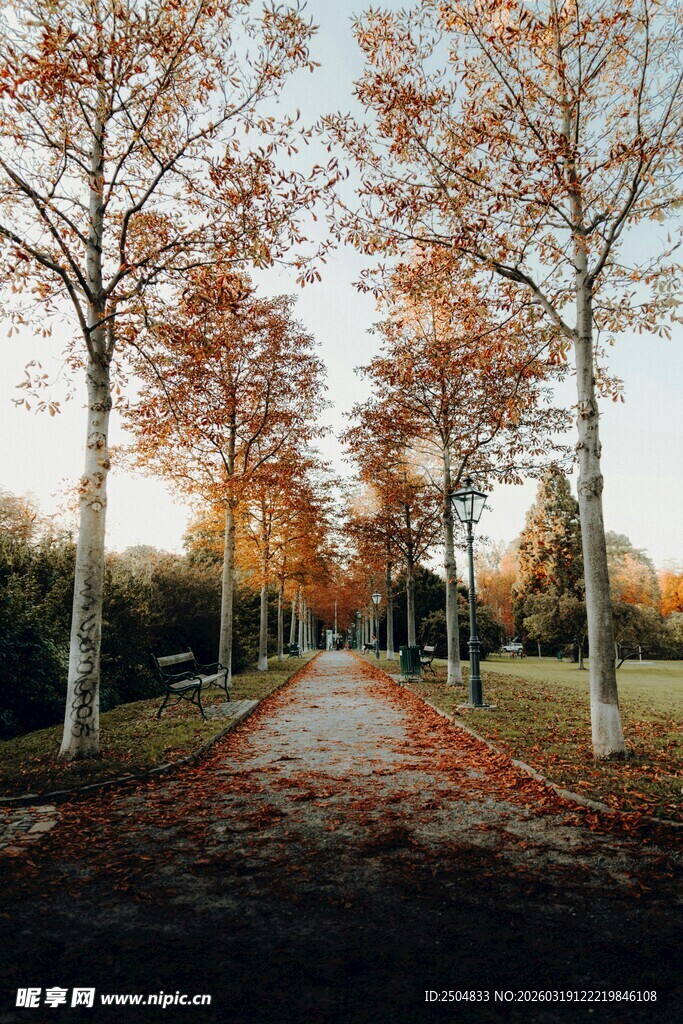 秋日林荫道美景