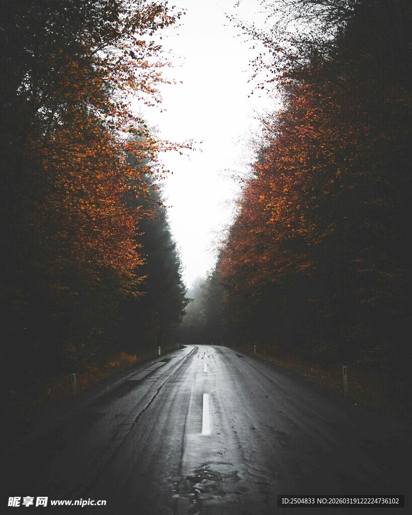 秋日林间湿滑的静谧小道