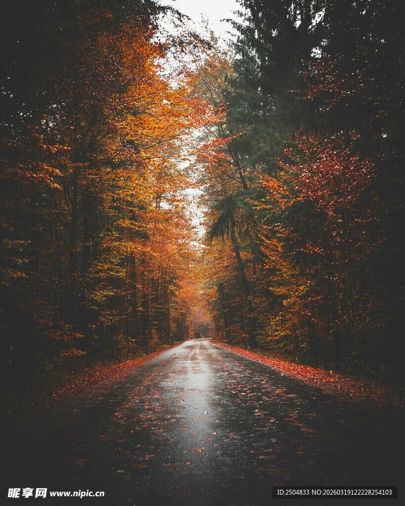 秋日林间湿路美景