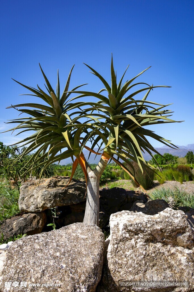 岩石间的龙舌兰植物