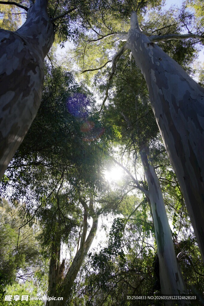 阳光洒落茂密森林景象