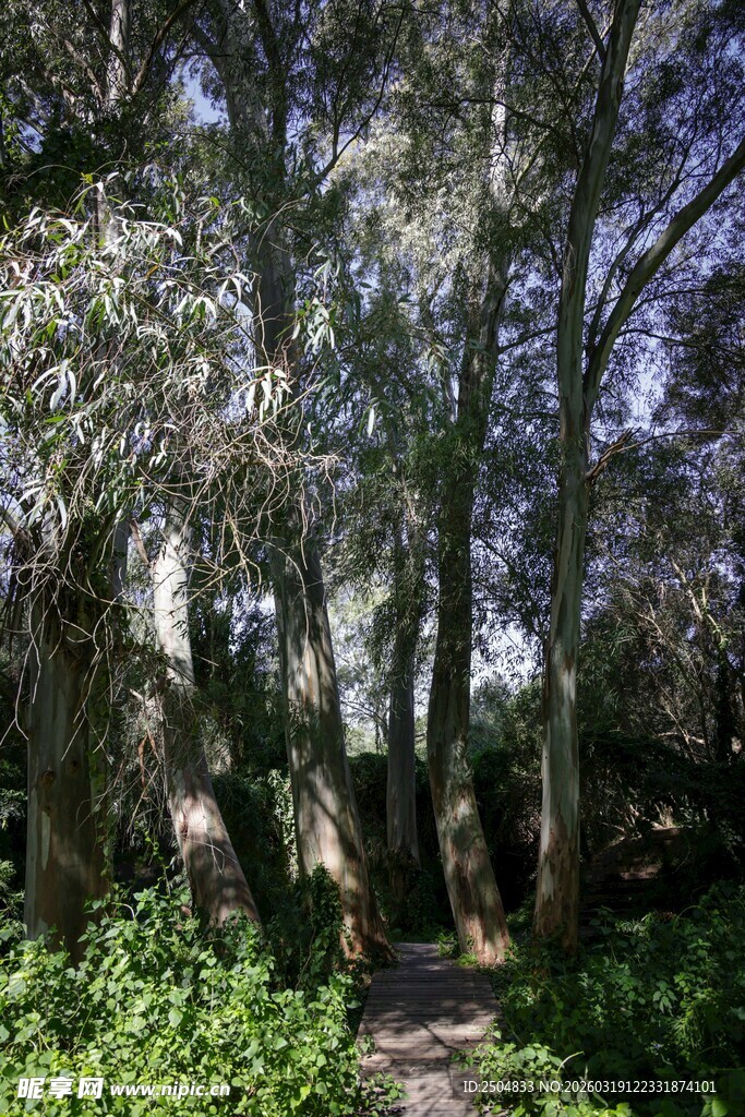 林间幽径 绿意盎然的景致