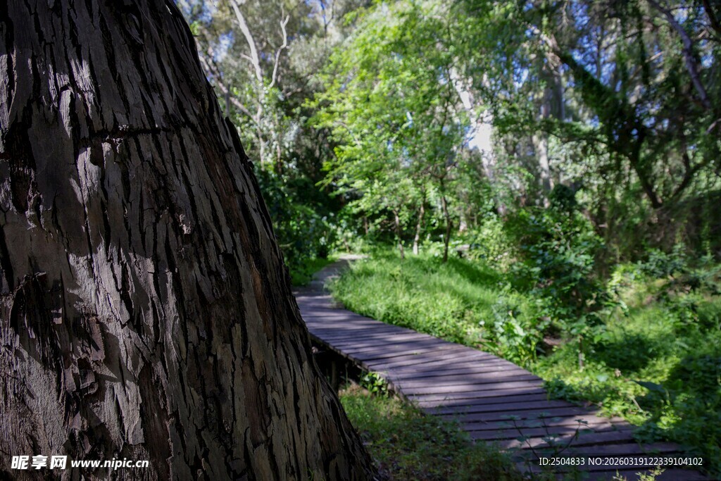 林间小道旁的大树