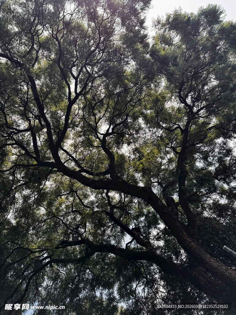 仰视繁茂大树枝叶