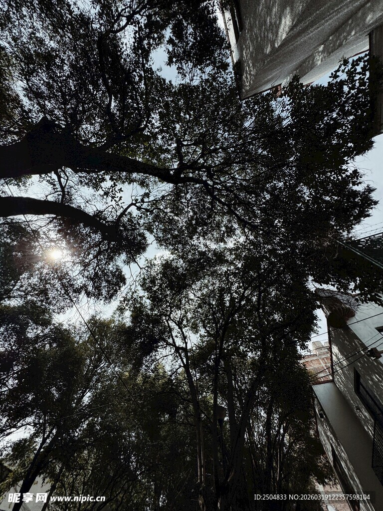 仰视繁茂大树枝叶