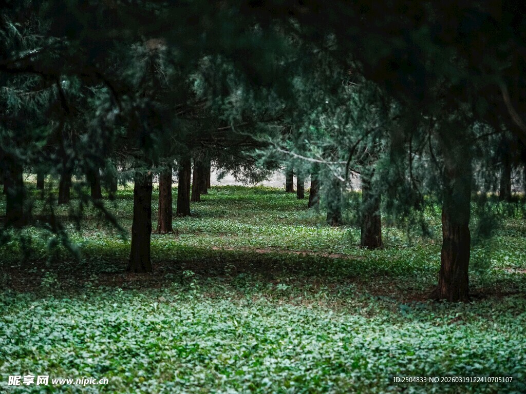 林间绿意盎然的静谧场景