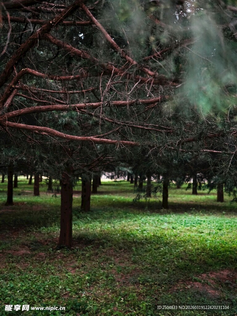 林间迷雾中的静谧树木