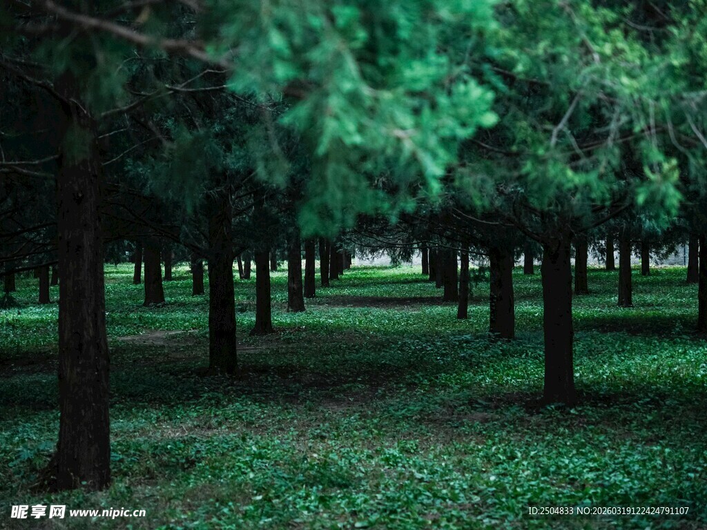 静谧翠绿树林景观