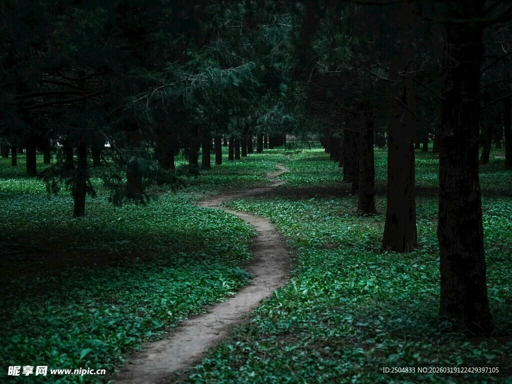 幽谧森林中的蜿蜒小径