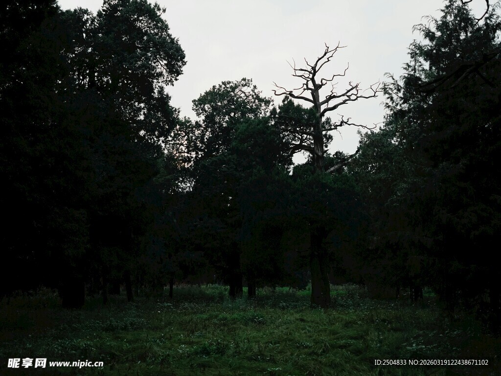 黄昏下的静谧树林