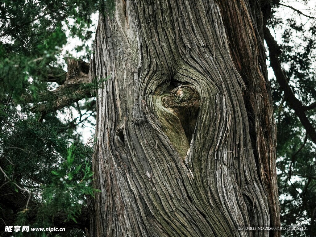 树干上的奇特天然纹理