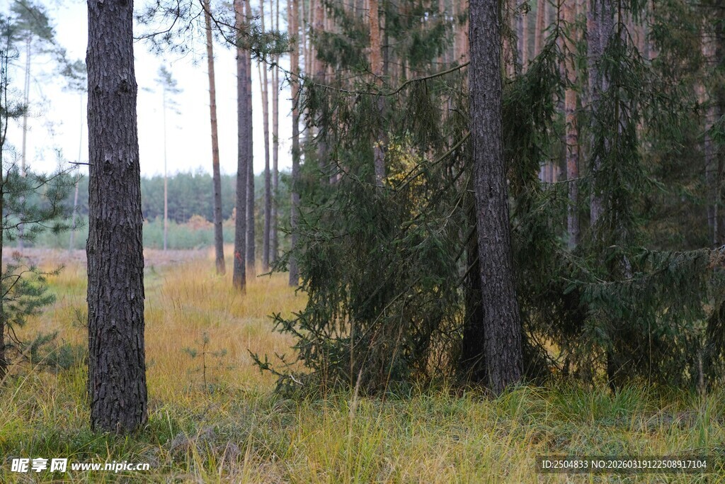 秋日森林中的树木与草地