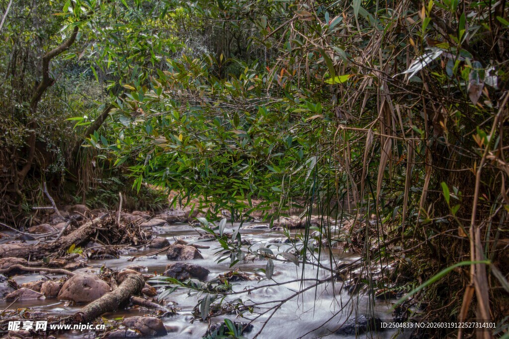 林间潺潺溪流 草木环绕