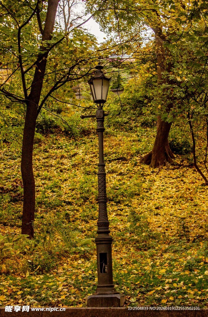 秋日林间路灯下的斑斓景致