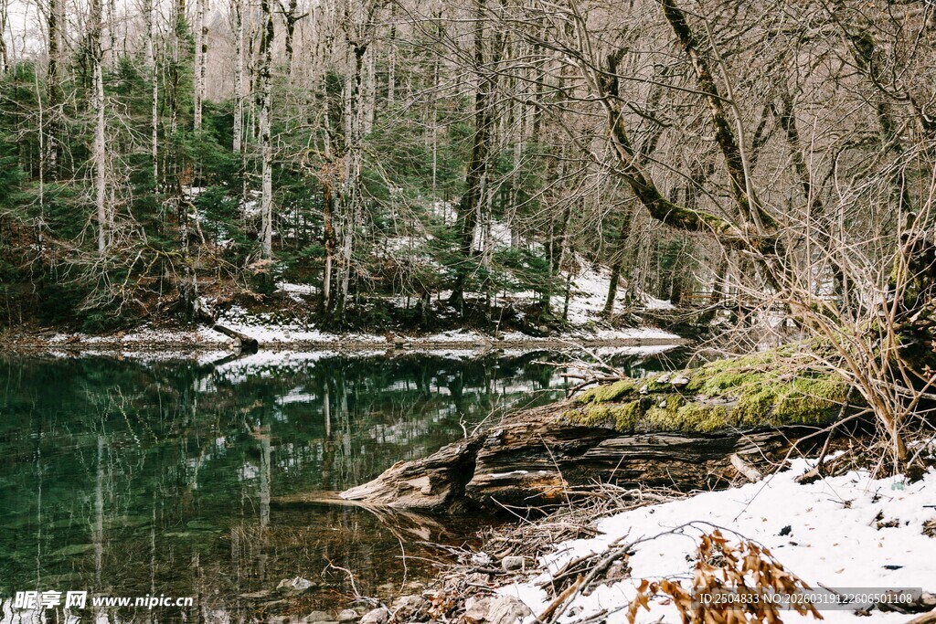 冬日林间幽美静谧溪流