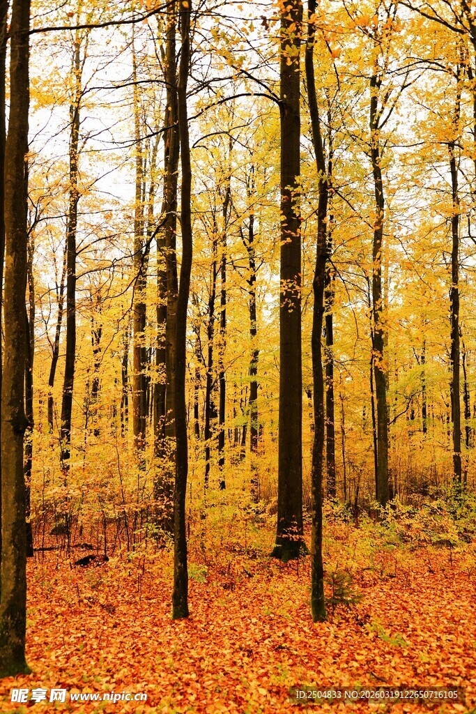 秋日金黄树林落叶美景