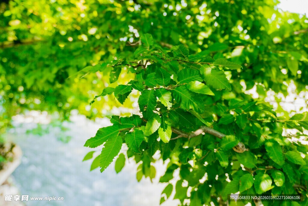 翠绿树叶展现盎然生机