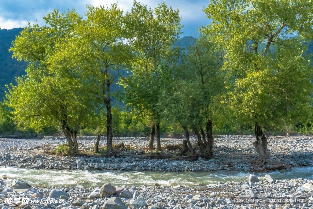 河畔绿树成荫的自然景致