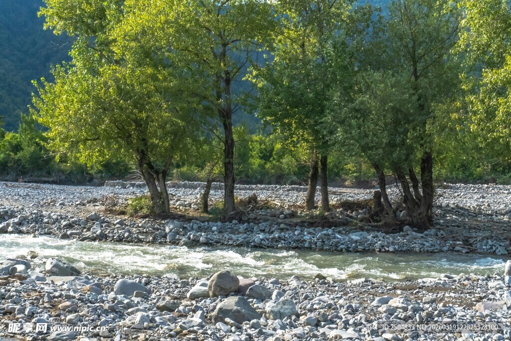 溪边绿树与碎石景致