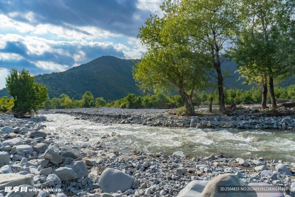 山间溪流旁的葱郁树林
