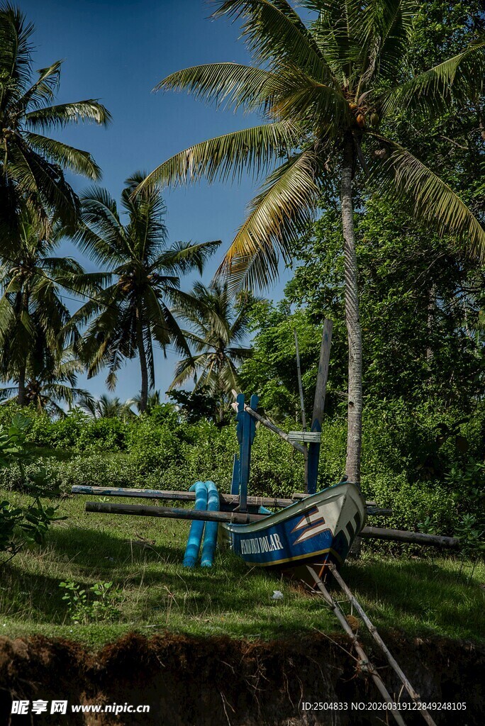 椰林中的工人劳作场景