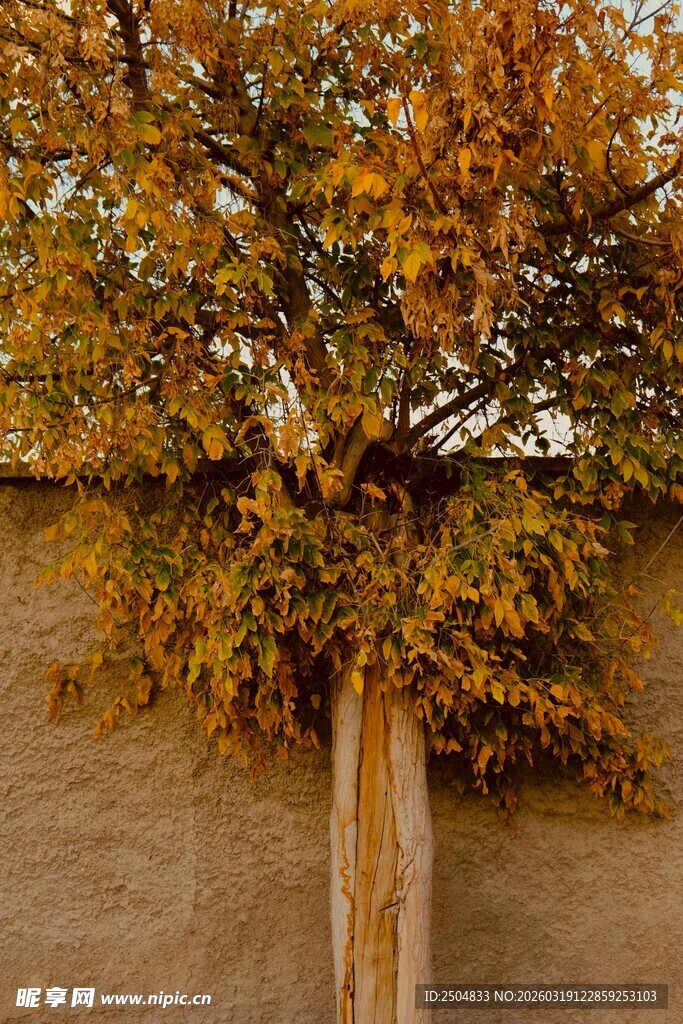 墙边黄叶树