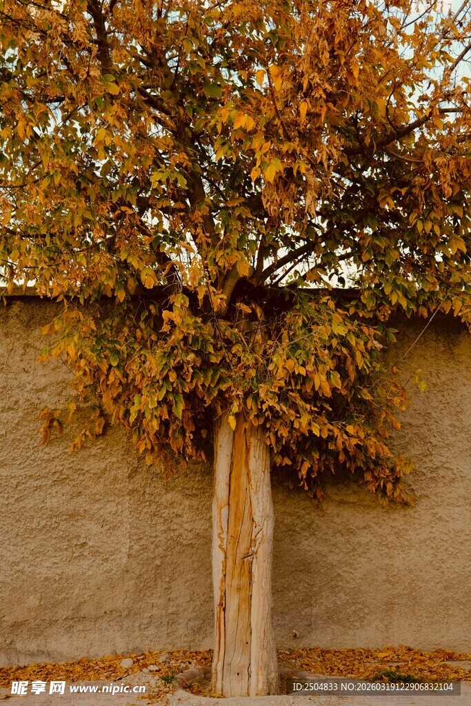 墙边秋树黄叶尽显诗意