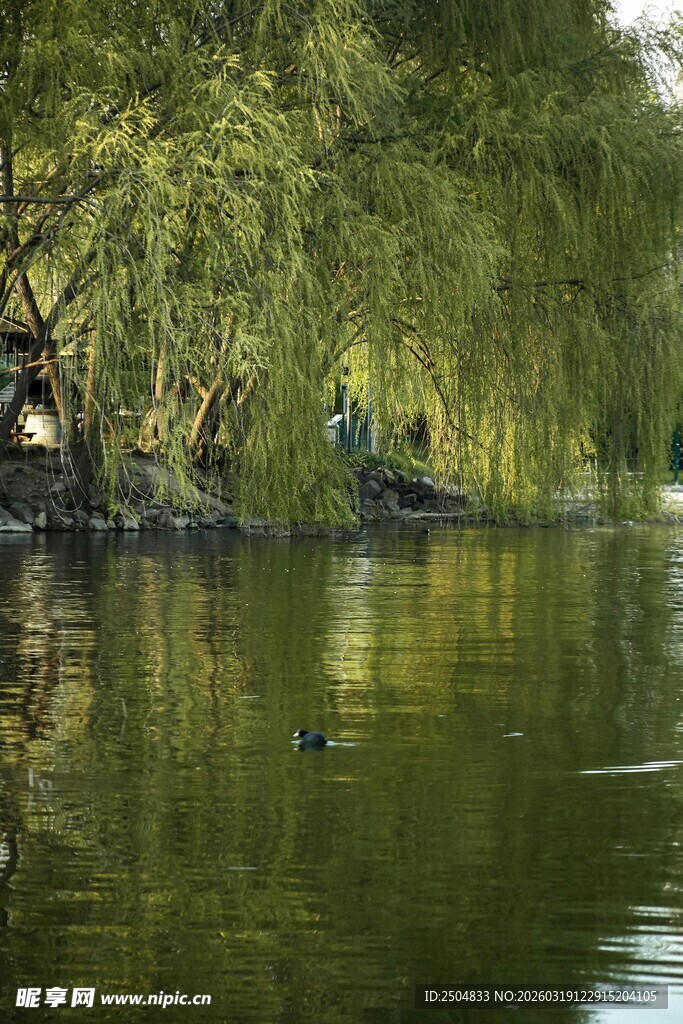 湖畔垂柳下的静谧水景