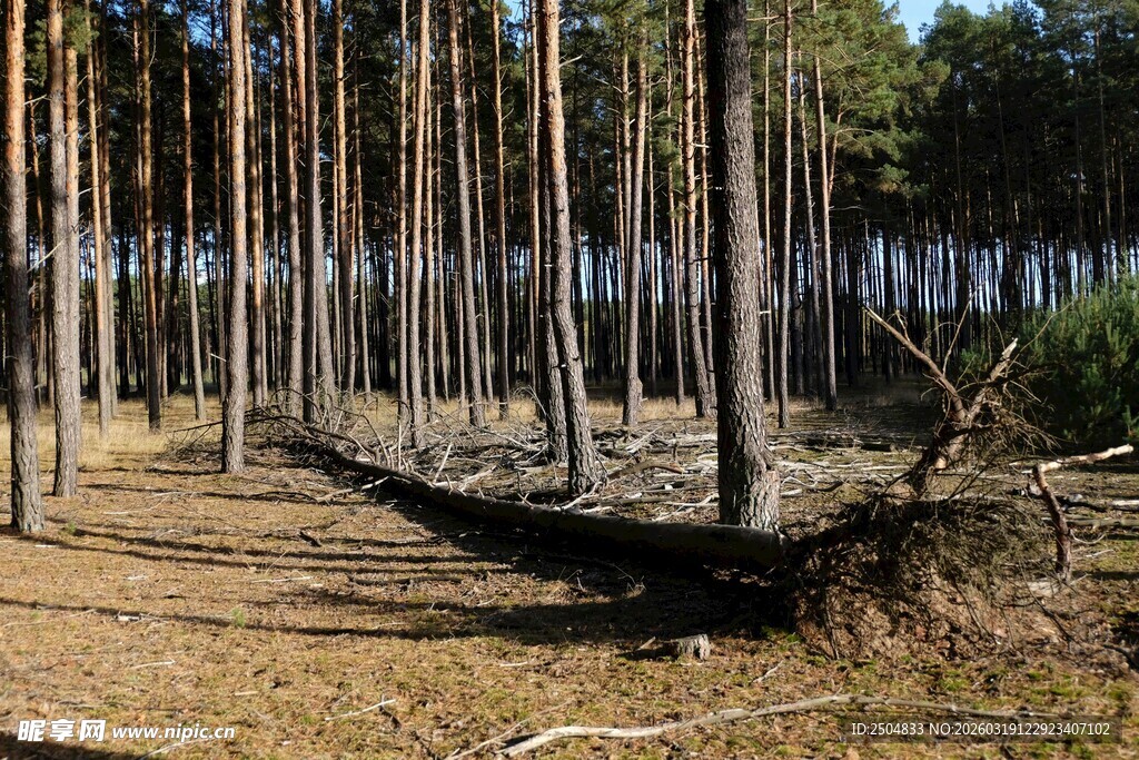 森林中倒下的高大树木