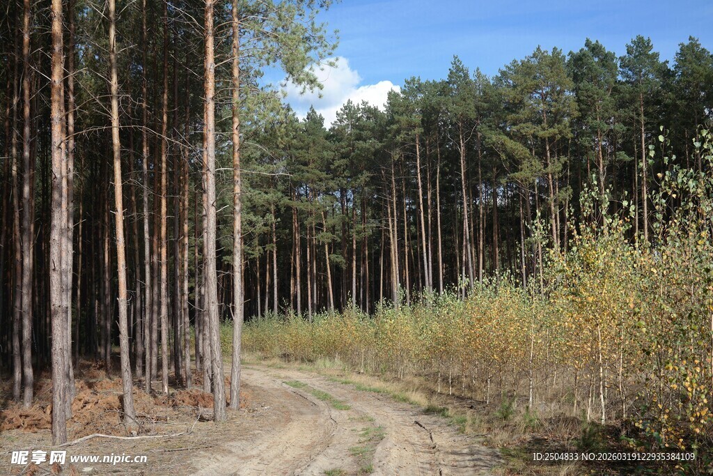 林间小径 秋日森林景致