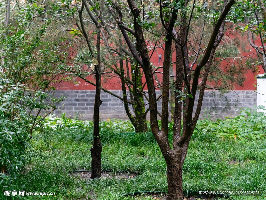 红墙旁的树木与绿植