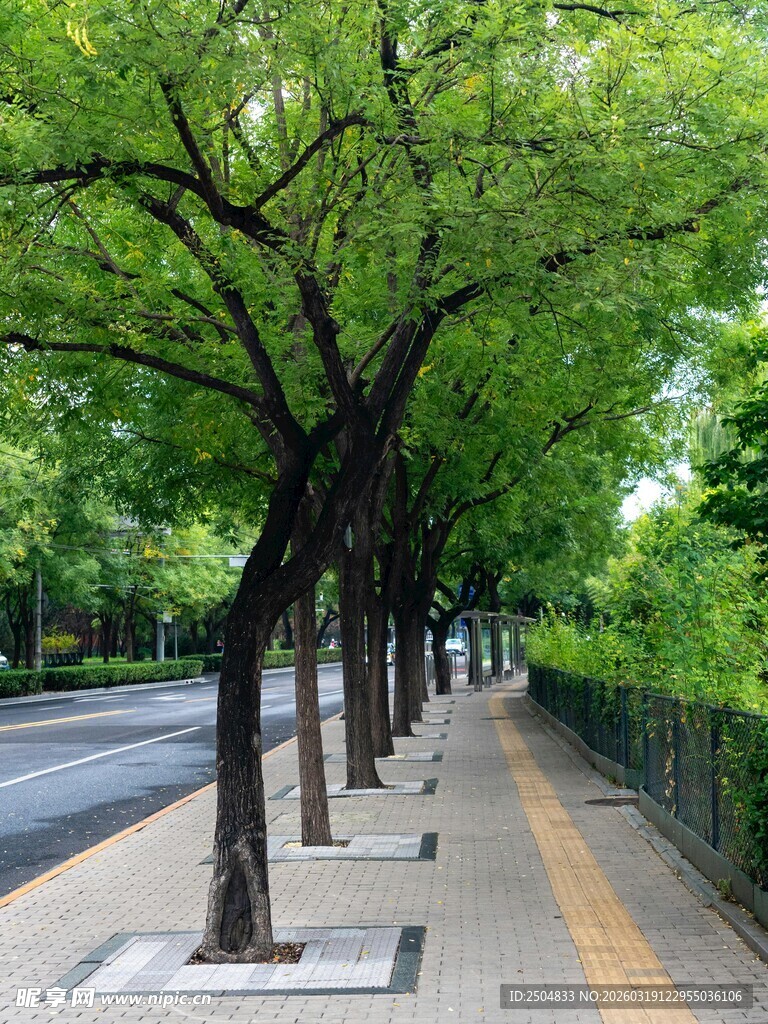 林荫人行道 静谧城市风光