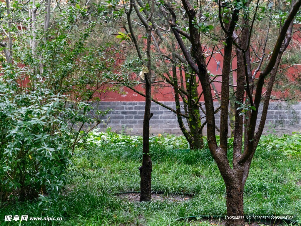 春日树林中的绿植与红墙