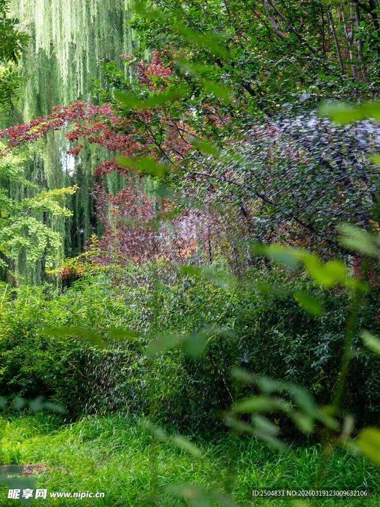 美丽花园绿植景观