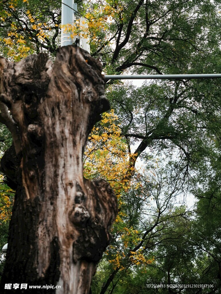 古老沧桑的大树树干