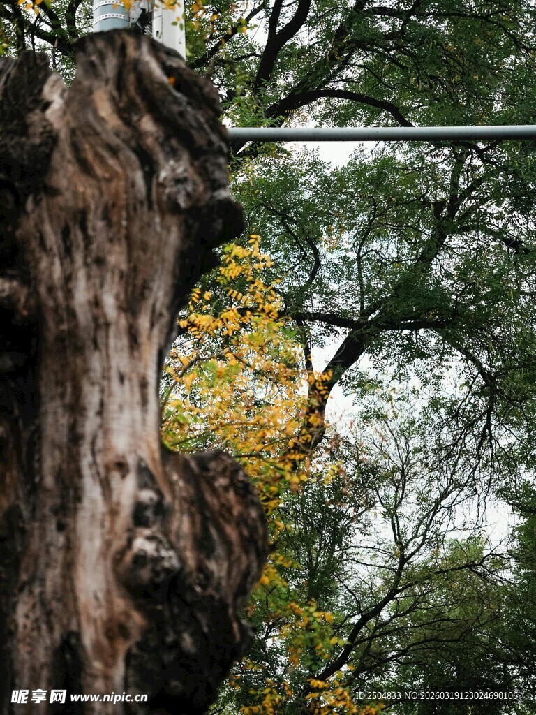 古老大树的独特自然风貌