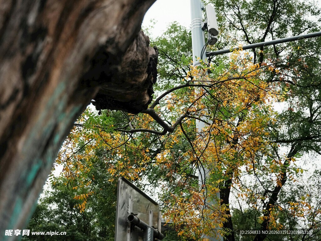 树干旁的秋日斑斓树木