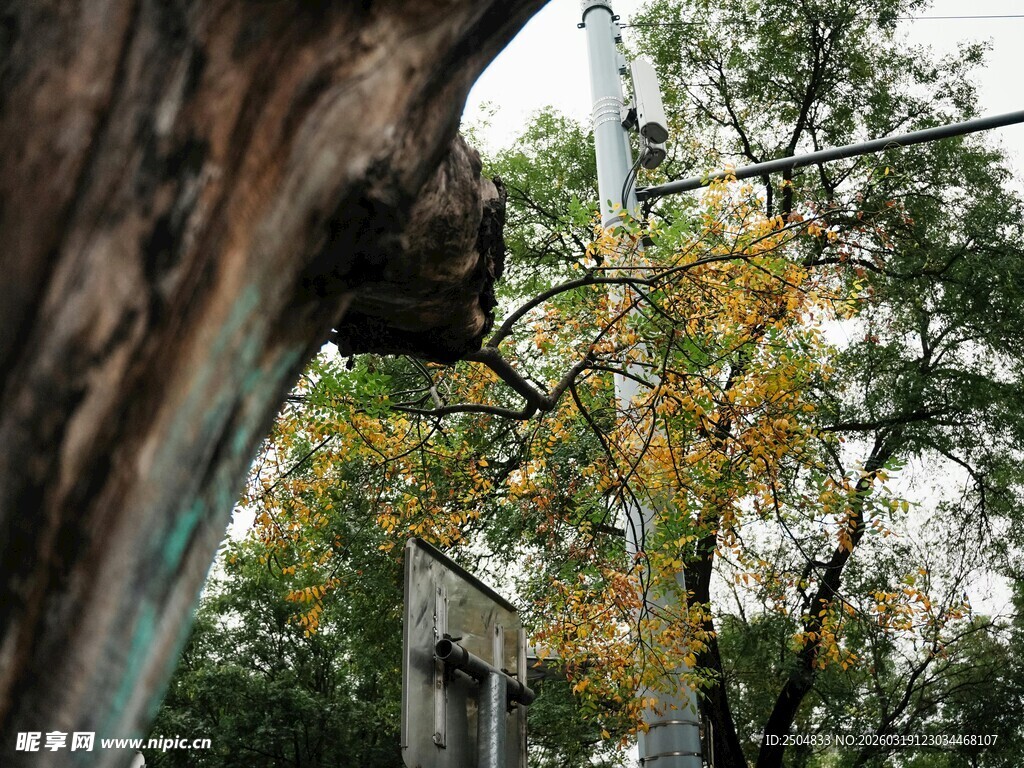 秋日树干旁的斑斓树叶