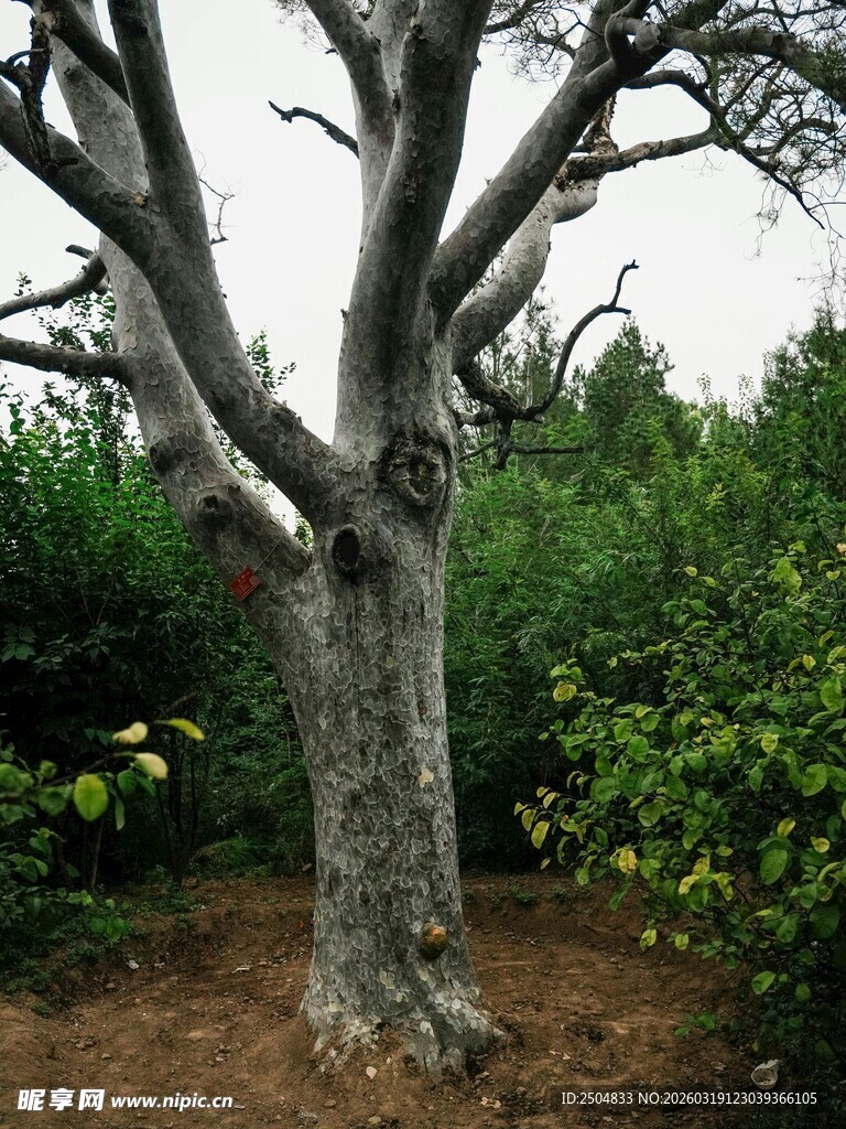 古老苍劲的树木