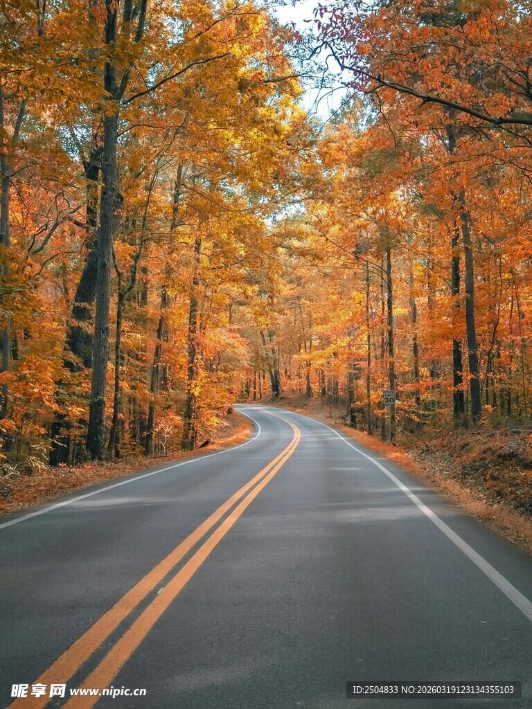 秋日林间公路美景