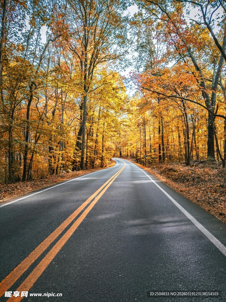 秋日林间公路美景