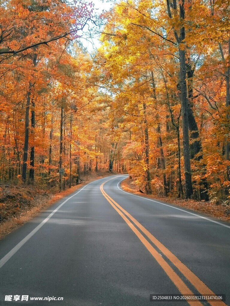 秋日林间公路美景